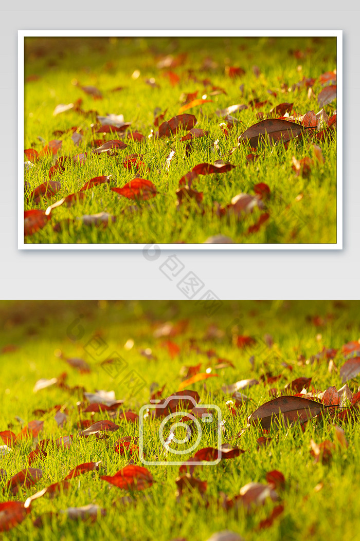 草地落叶红色图片