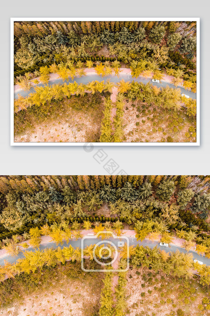 秋天金黄的树林街道航拍图片图片