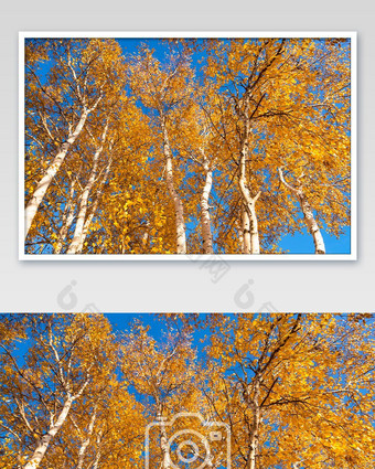 秋季金色叶片的白桦树挺拔高大图片