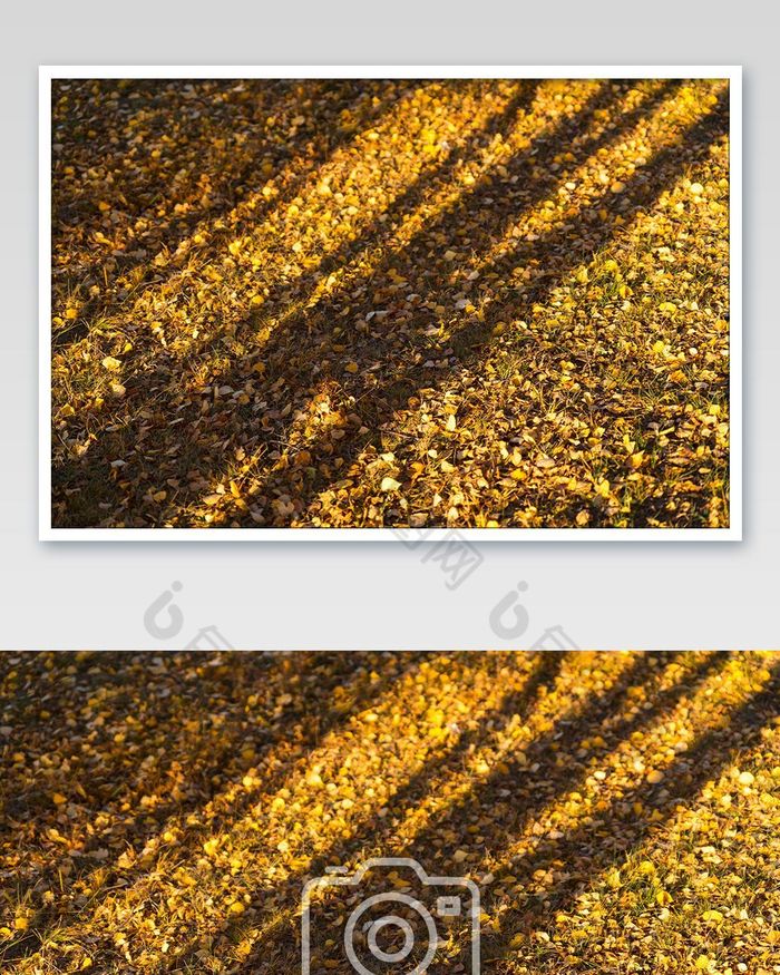 秋季的落叶与树影图片图片