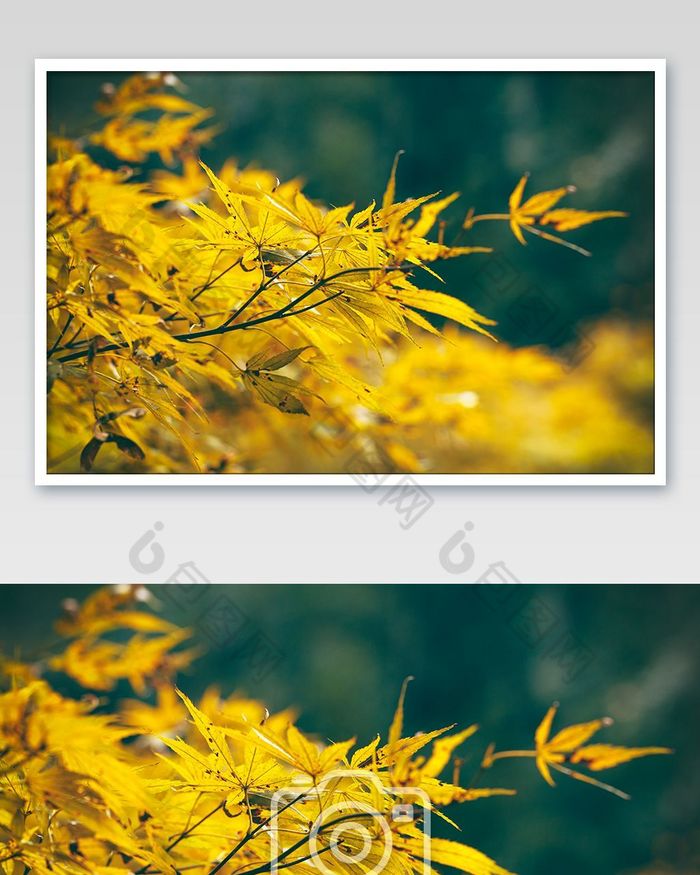 秋天唯美黄色枫叶图片图片