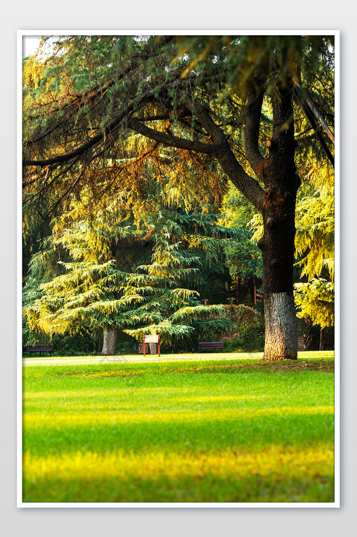 绿色生态环境草地树木图片图片