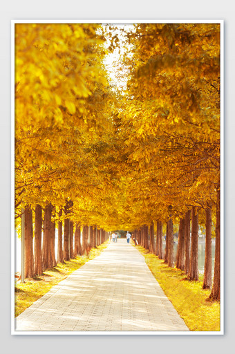秋天黄色杉树林荫道枫叶道图片