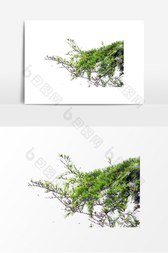 绿色松树松针元素图片