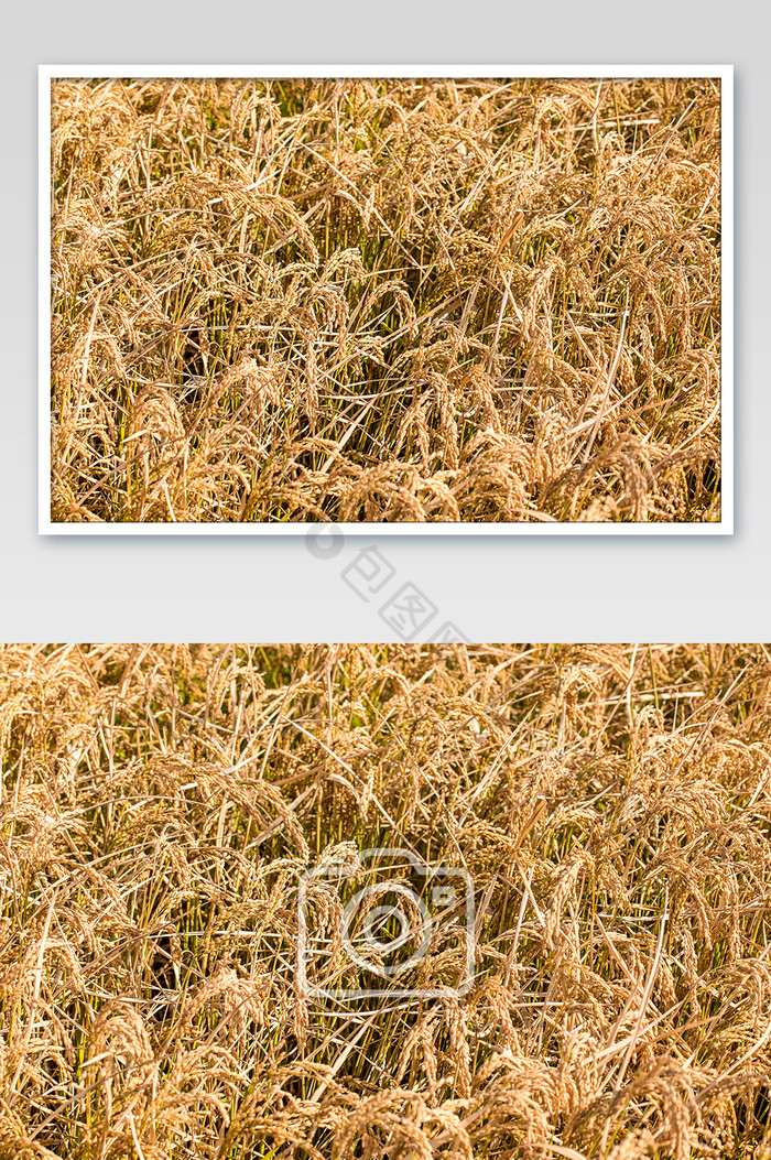 稻花香五常大米水稻图片