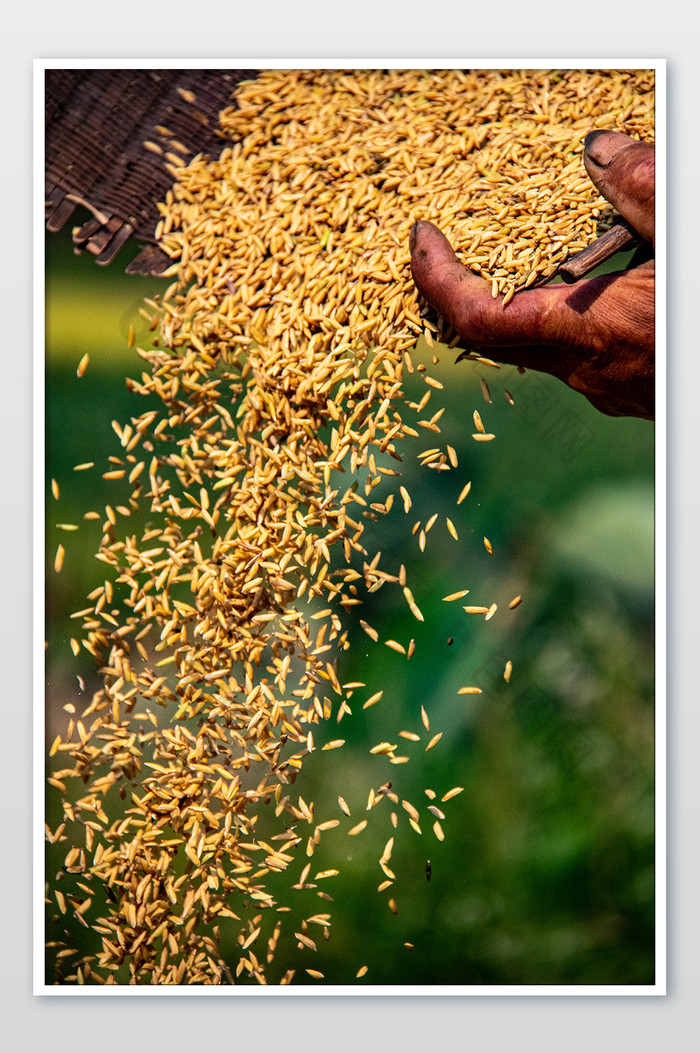 黄金稻谷水稻农作物稻谷摄影图图片图片