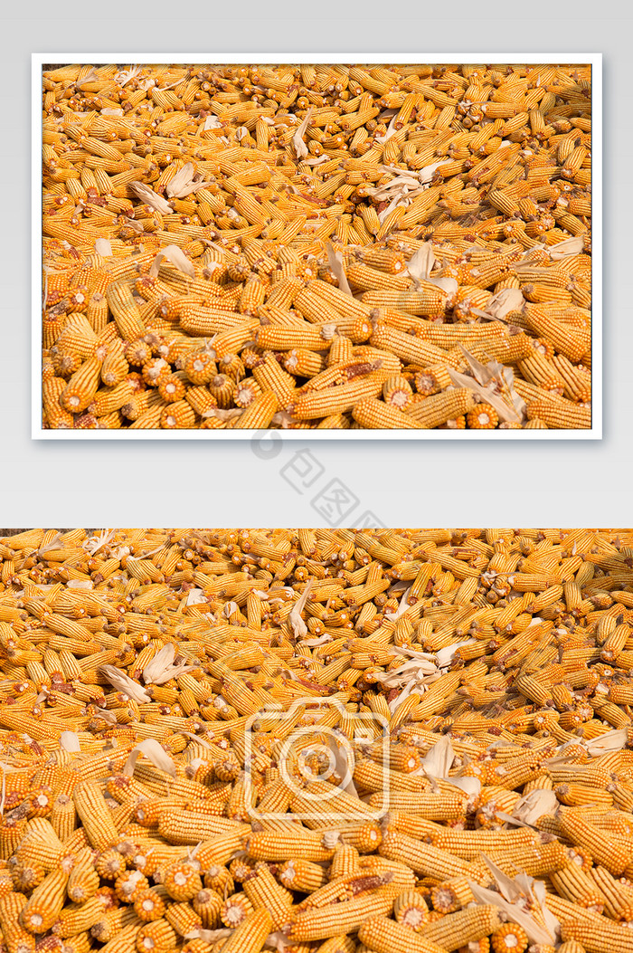 玉茭包芦珍珠米图片