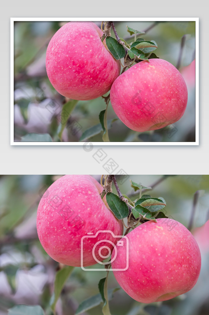 秋天苹果摄影图片图片
