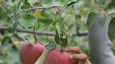 vlog鲜红苹果树苹果采摘实拍视频