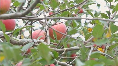 vlog鲜红苹果树苹果采摘实拍视频