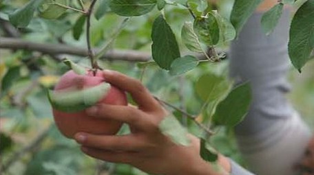 vlog鲜红苹果树苹果采摘实拍视频