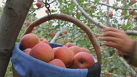 vlog鲜红苹果树苹果采摘实拍视频