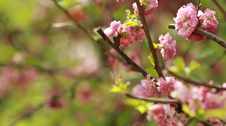 VLOG素材景色旅游春天花朵下雨实拍视频