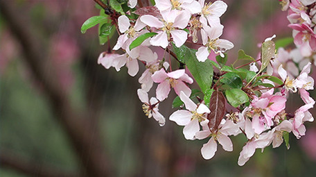 VLOG素材景色旅游春天花朵下雨实拍视频