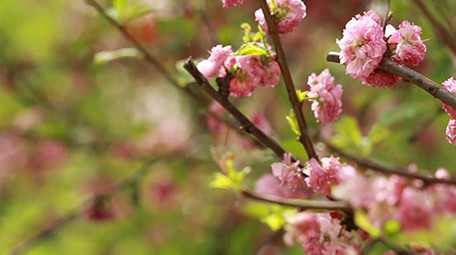 VLOG素材景色旅游春天花朵下雨实拍视频
