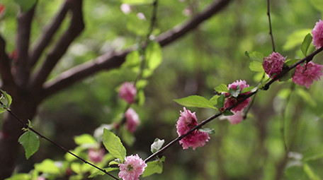 VLOG素材旅游生活公园春天杨絮