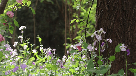 VLOG素材旅游生活公园春天杨絮