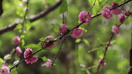 VLOG素材旅游生活公园春天杨絮