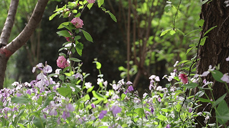 VLOG素材旅游生活公园春天杨絮