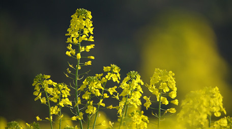 4K金黄的油菜花开