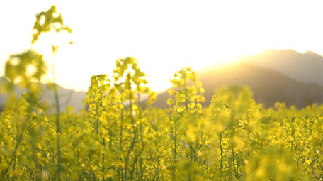 4K金黄的油菜花开