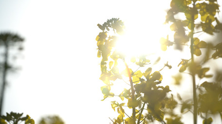 4K金黄的油菜花开