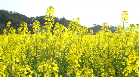 4K金黄的油菜花开