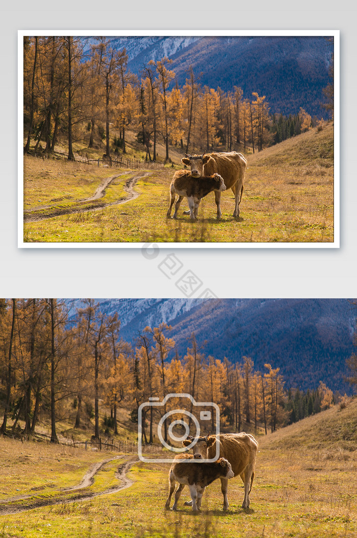 黄色秋天新疆奶牛摄影图片图片