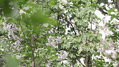 VLOG素材生活公园春天旅游植物实拍视频