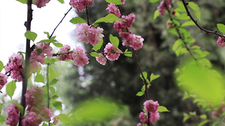 VLOG素材生活公园春天旅游植物实拍视频