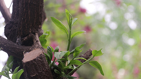 VLOG素材生活公园春天旅游植物实拍视频