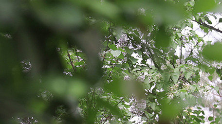 VLOG素材生活公园春天旅游植物实拍视频