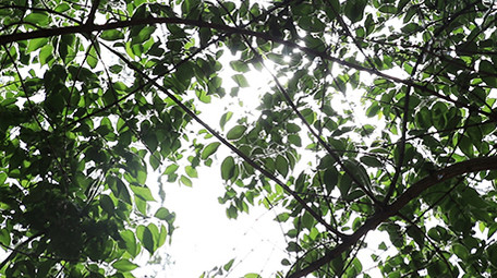 VLOG素材实拍公园春天花朵植物视频素材