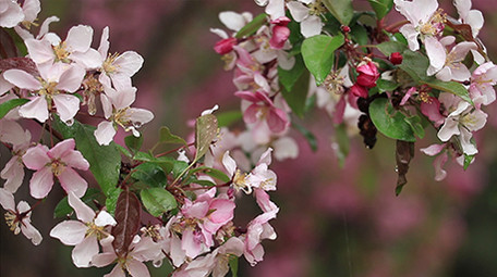 VLOG素材实拍公园春天花朵植物视频素材
