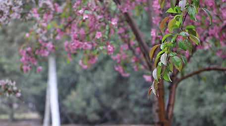 VLOG素材实拍公园春天花朵植物视频素材