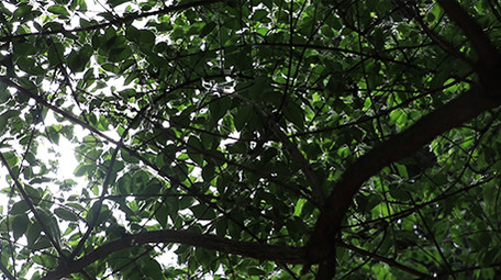 VLOG素材实拍公园春天花朵植物视频素材