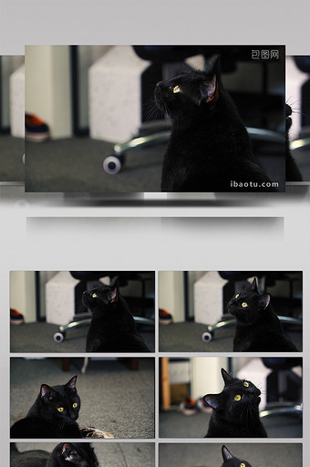 室拍宠物Vlog办公室活泼胖黑猫活动图片