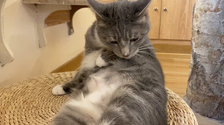 可爱宠物动物猫咪玩耍实拍视频