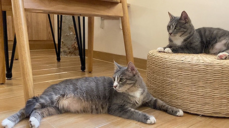 可爱宠物动物猫咪玩耍实拍视频