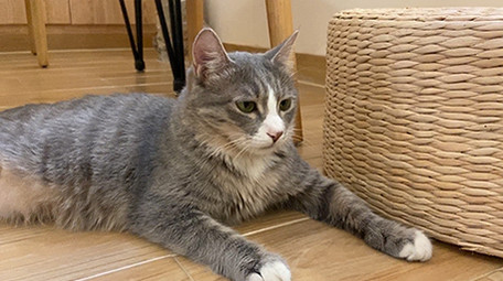 可爱宠物动物猫咪玩耍实拍视频