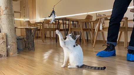 咖啡馆可爱的宠物猫咪动物实拍视频