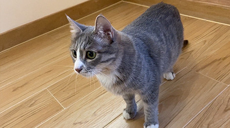 咖啡馆可爱的宠物猫咪动物实拍视频