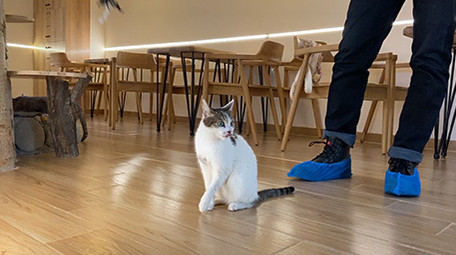 咖啡馆可爱的宠物猫咪动物实拍视频