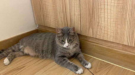 咖啡馆可爱的宠物猫咪动物实拍视频