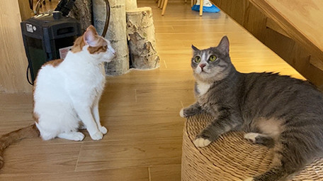 可爱宠物动物小猫咪玩耍实拍视频