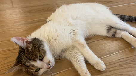 可爱宠物动物小猫咪玩耍实拍视频