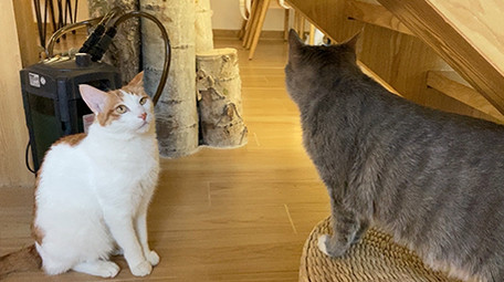 可爱宠物动物小猫咪玩耍实拍视频