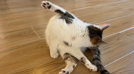 可爱宠物动物小猫咪玩耍实拍视频