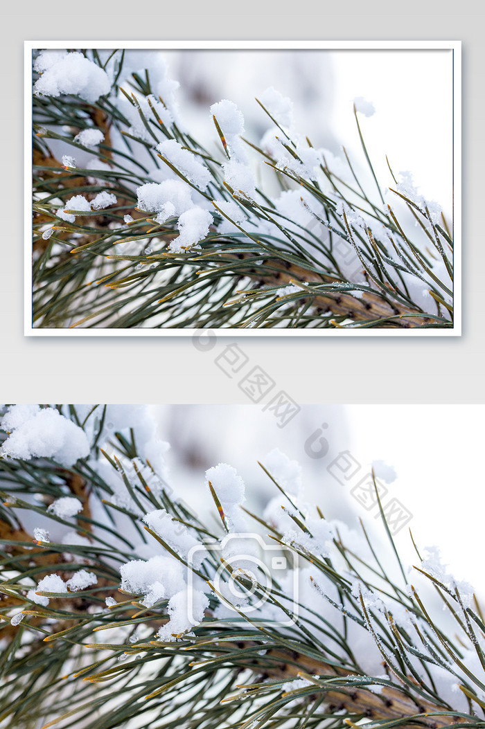 松树上的落雪冬天下雪图片图片