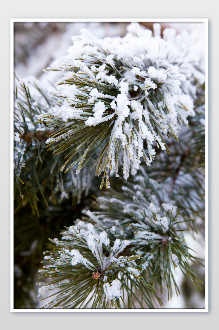 树挂雾凇冬季落雪图片图片